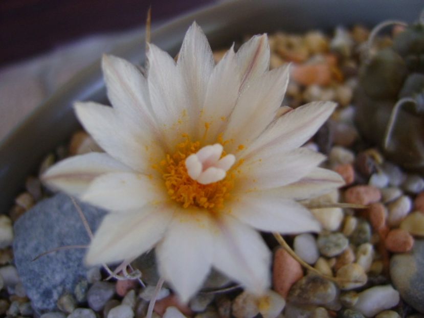 Turbinicarpus macrochele v. kupcakii - Cactusi 2017 continuare