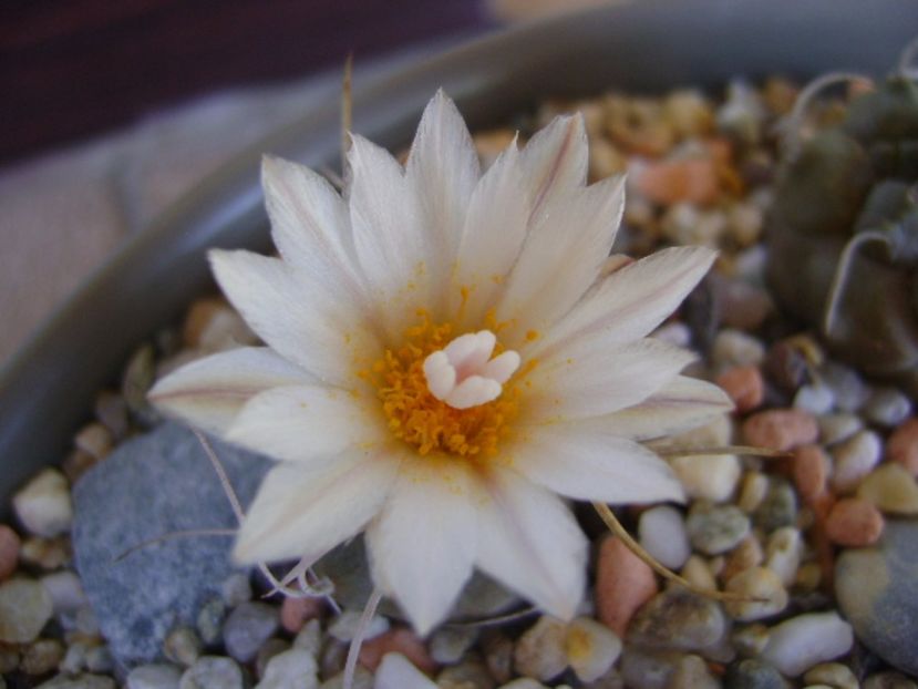 Turbinicarpus macrochele v. kupcakii - Cactusi 2017 continuare