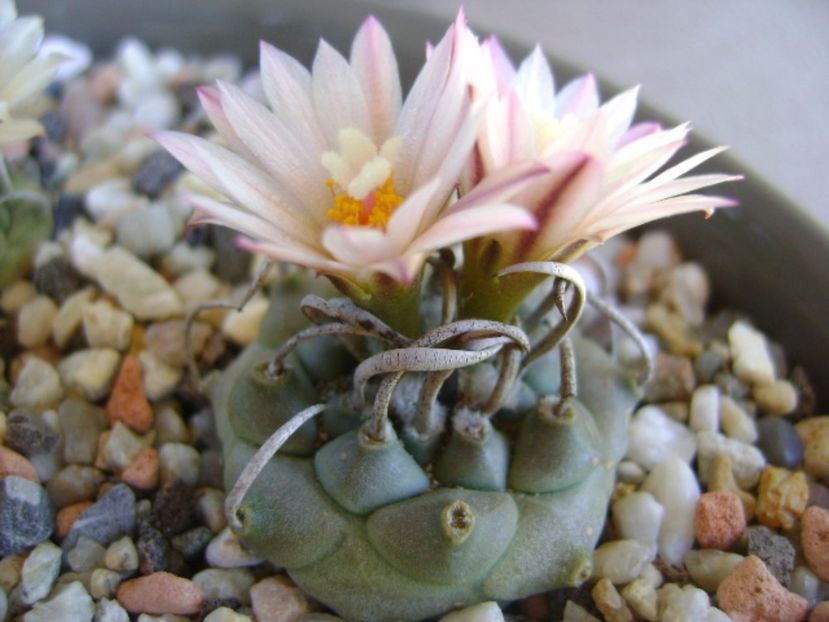 Turbinicarpus schwarzii v. rubriflorus - Cactusi 2017 continuare