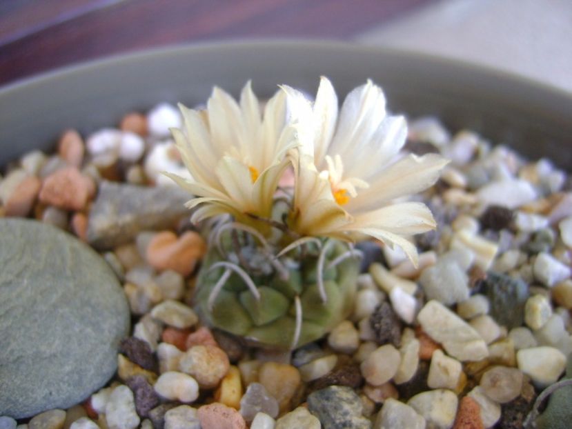 Turbinicarpus pachystele - Cactusi 2017 continuare