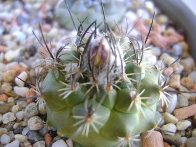 Turbinicarpus viereckii - Cactusi 2017 continuare