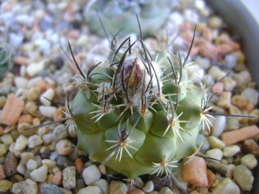 Turbinicarpus viereckii - Cactusi 2017 continuare