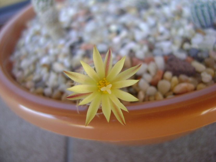 Turbinicarpus krainzianus v. minimus - Cactusi 2017 continuare