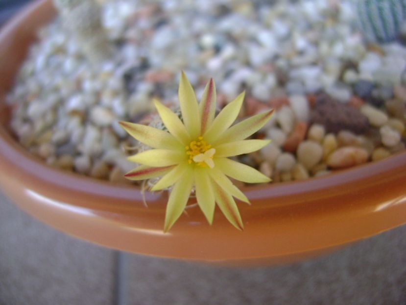 Turbinicarpus krainzianus v. minimus - Cactusi 2017 continuare