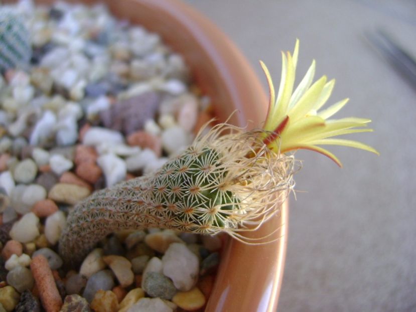 Turbinicarpus krainzianus v. minimus - Cactusi 2017 continuare