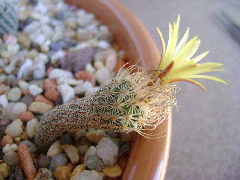 Turbinicarpus krainzianus v. minimus - Cactusi 2017 continuare