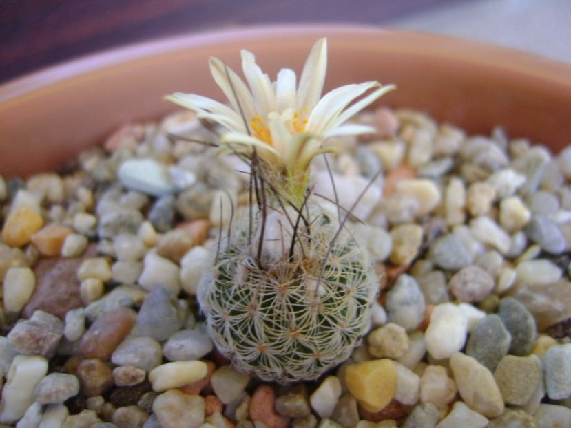 Turbinicarpus krainzianus v. lausseri - Cactusi 2017 continuare