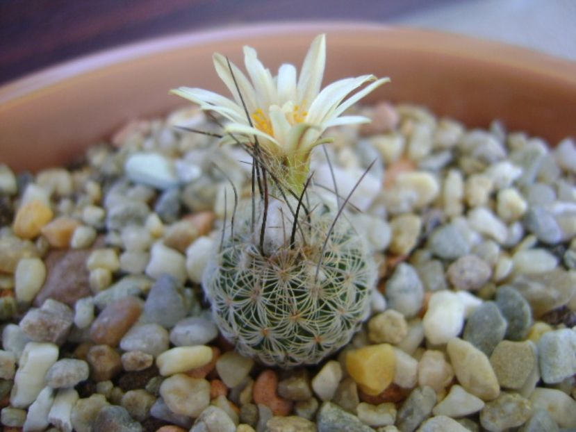 Turbinicarpus krainzianus v. lausseri - Cactusi 2017 continuare