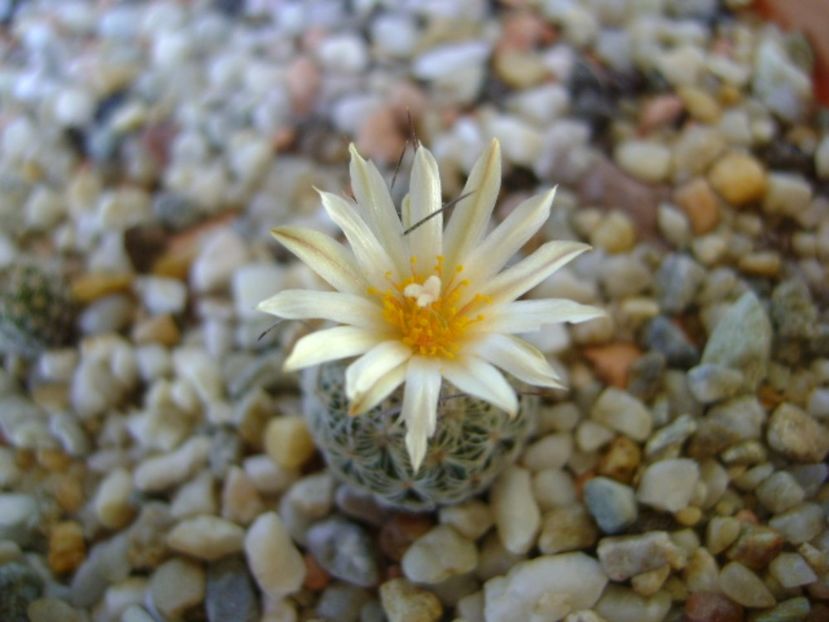 Turbinicarpus krainzianus v. lausseri - Cactusi 2017 continuare