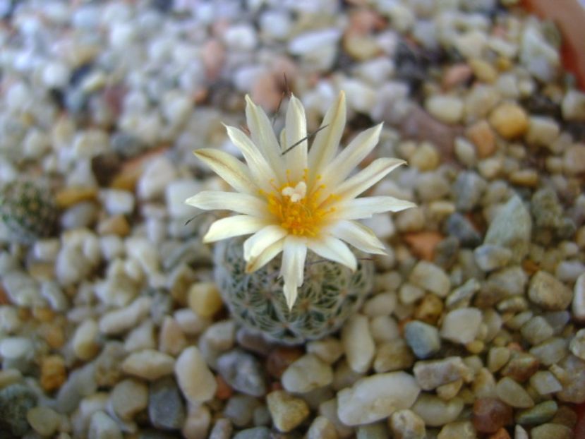 Turbinicarpus krainzianus v. lausseri - Cactusi 2017 continuare