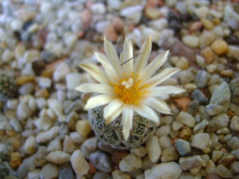 Turbinicarpus krainzianus v. lausseri - Cactusi 2017 continuare