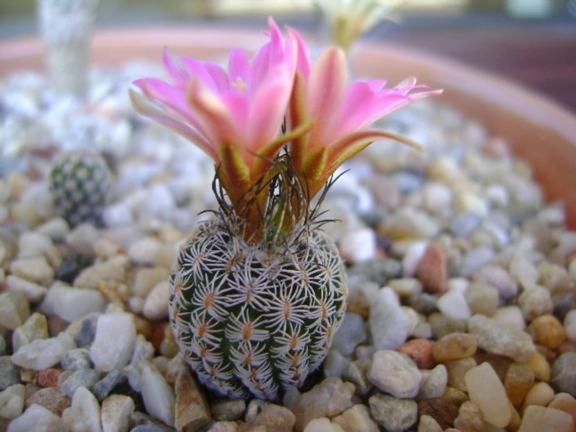 Turbinicarpus dickisoniae - Cactusi 2017 continuare