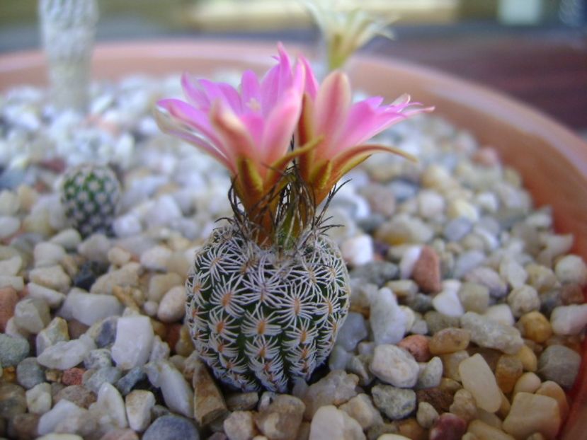 Turbinicarpus dickisoniae - Cactusi 2017 continuare