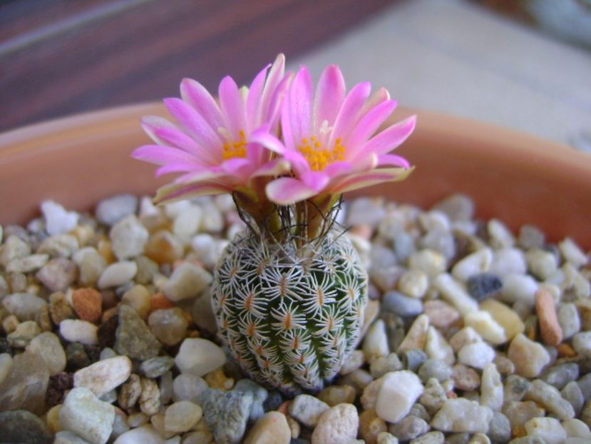 Turbinicarpus dickisoniae - Cactusi 2017 continuare