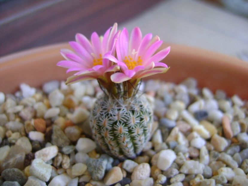 Turbinicarpus dickisoniae - Cactusi 2017 continuare