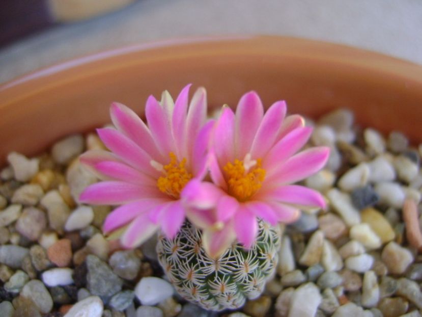 Turbinicarpus dickisoniae - Cactusi 2017 continuare