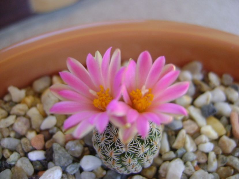 Turbinicarpus dickisoniae - Cactusi 2017 continuare