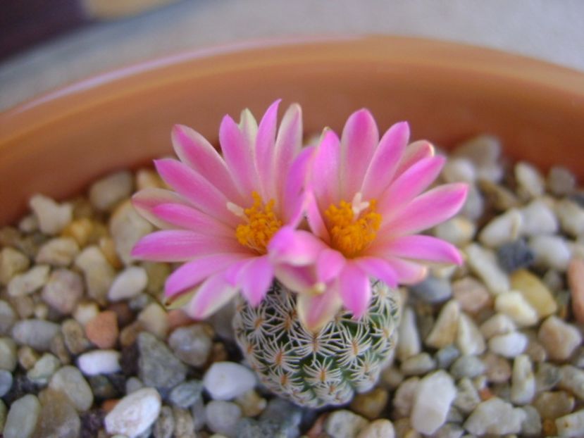 Turbinicarpus dickisoniae - Cactusi 2017 continuare