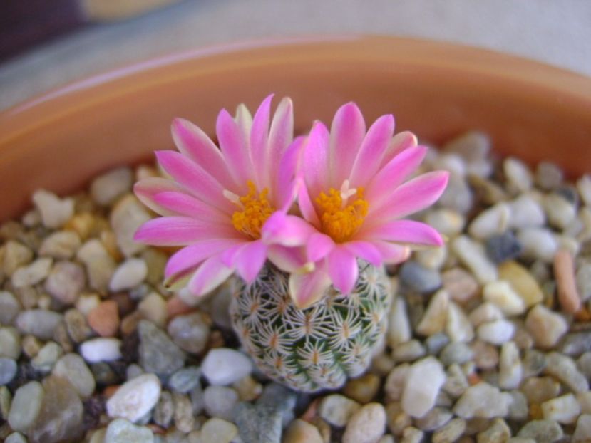 Turbinicarpus dickisoniae - Cactusi 2017 continuare