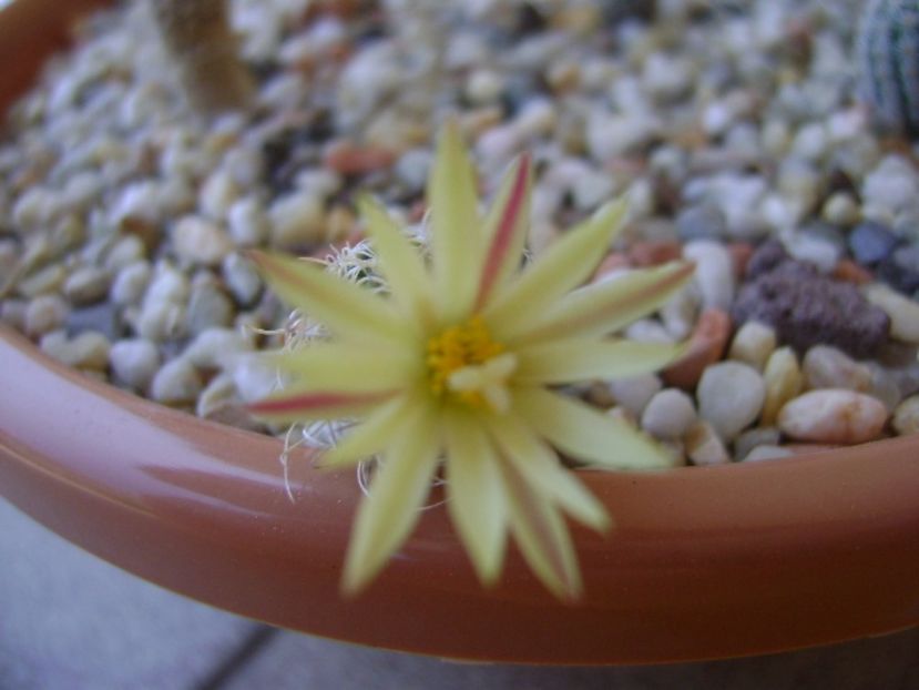 Turbinicarpus krainzianus v. minimus - Cactusi 2017 continuare