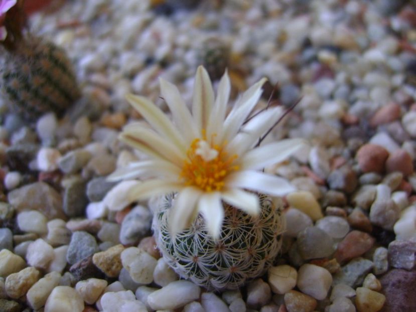 Turbinicarpus krainzianus v. lausseri - Cactusi 2017 continuare