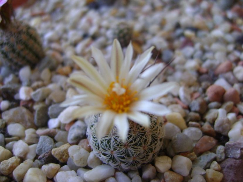 Turbinicarpus krainzianus v. lausseri - Cactusi 2017 continuare