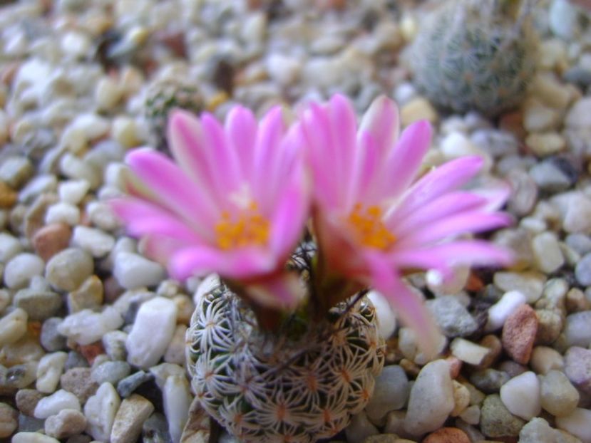 Turbinicarpus dickisoniae - Cactusi 2017 continuare