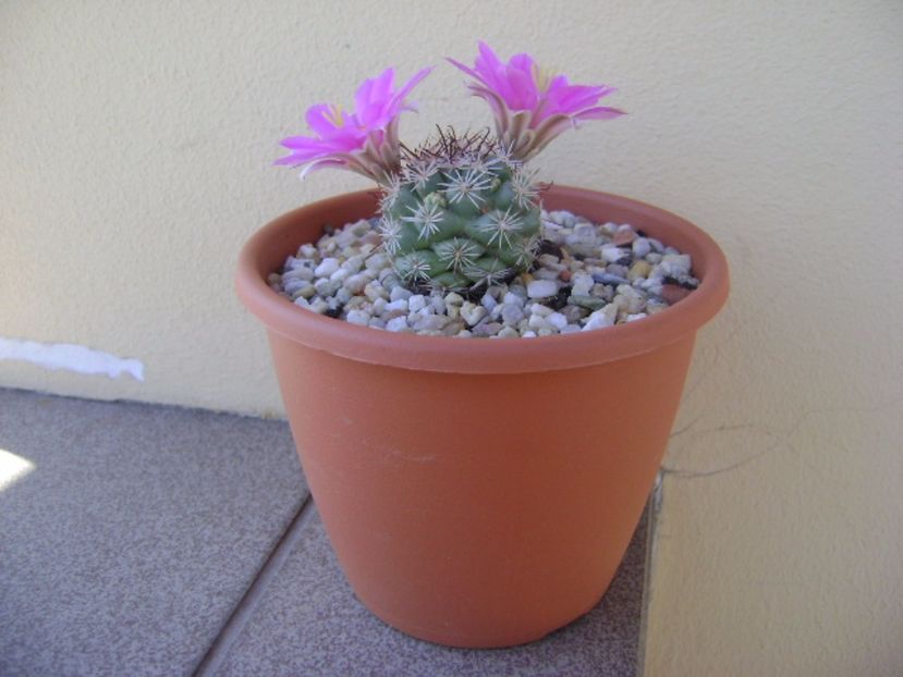 Mammillaria schumannii v. globosa - Cactusi 2017 continuare