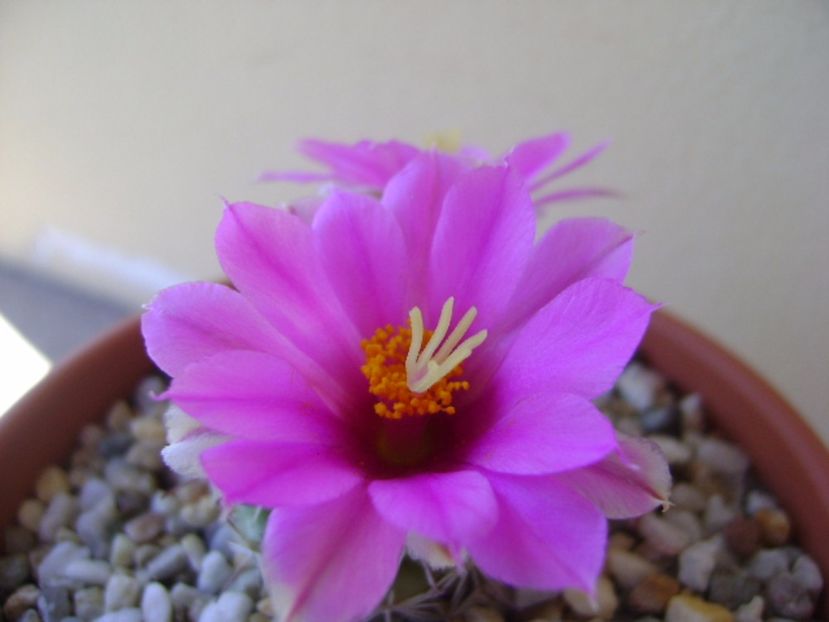 Mammillaria schumannii v. globosa - Cactusi 2017 continuare