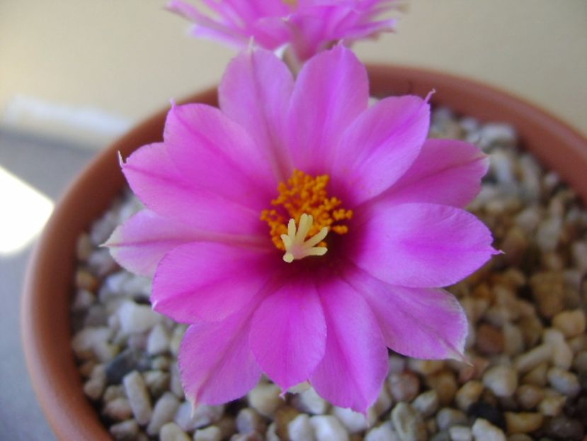 Mammillaria schumannii v. globosa - Cactusi 2017 continuare