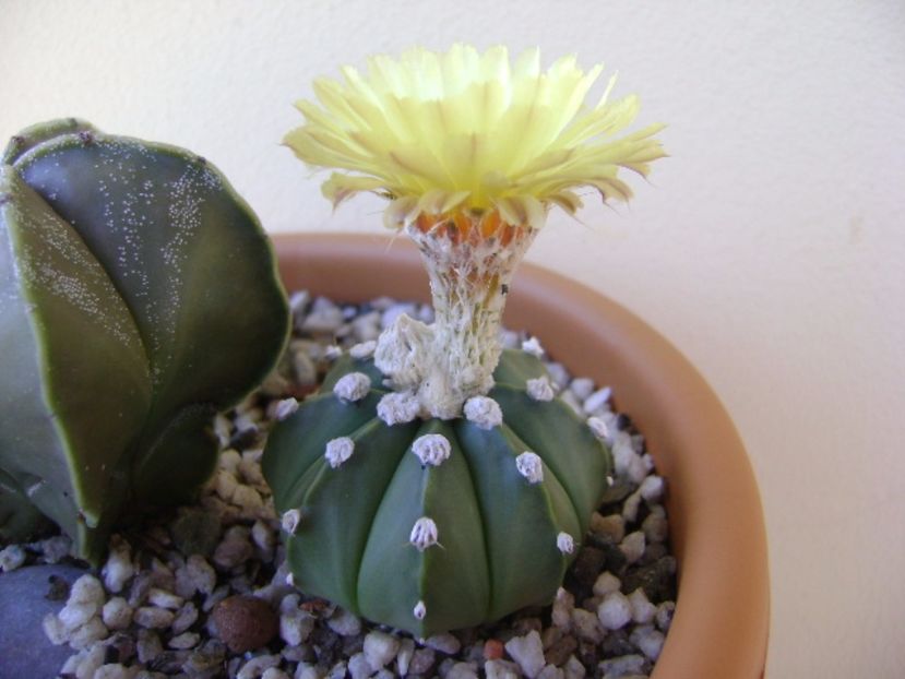 Astrophytum asterias - Cactusi 2017 continuare
