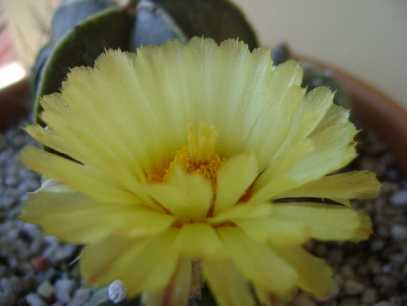Astrophytum asterias - Cactusi 2017 continuare