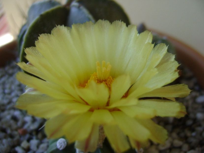 Astrophytum asterias - Cactusi 2017 continuare