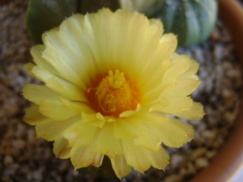 Astrophytum asterias - Cactusi 2017 continuare