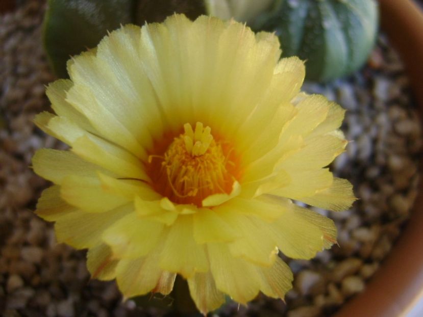 Astrophytum asterias - Cactusi 2017 continuare