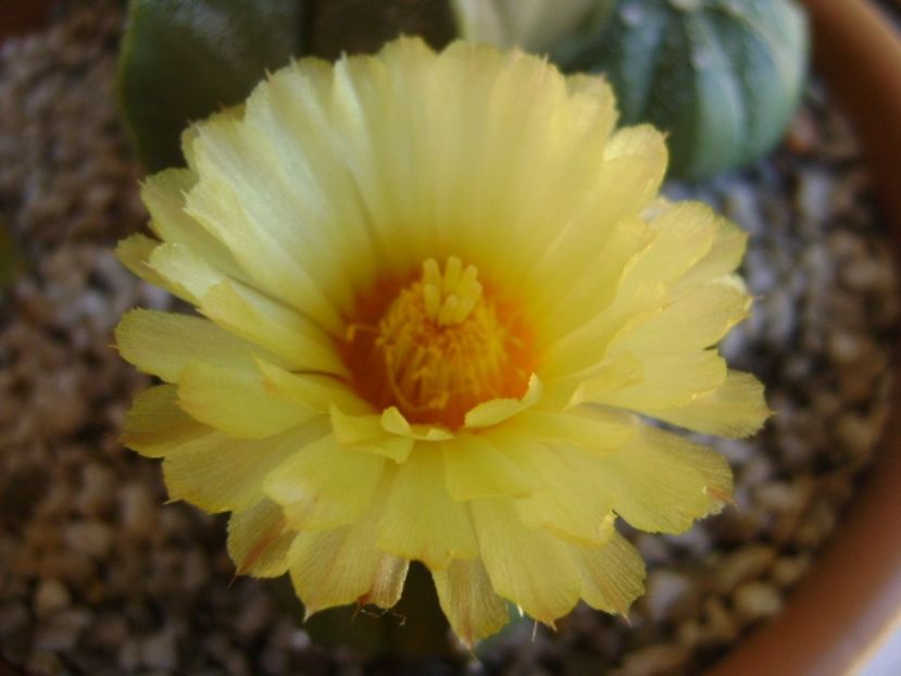 Astrophytum asterias - Cactusi 2017 continuare