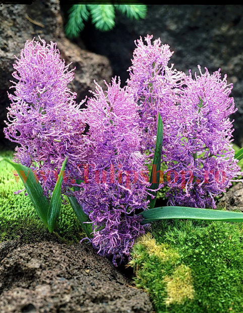 Bulbi Muscari Plumosum - Bulbi Flori Toamna 2017 REDUCERI!