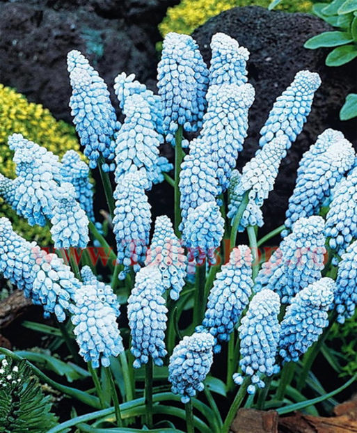 Bulbi Muscari Valerie Finish - Bulbi Flori Toamna 2017 REDUCERI!