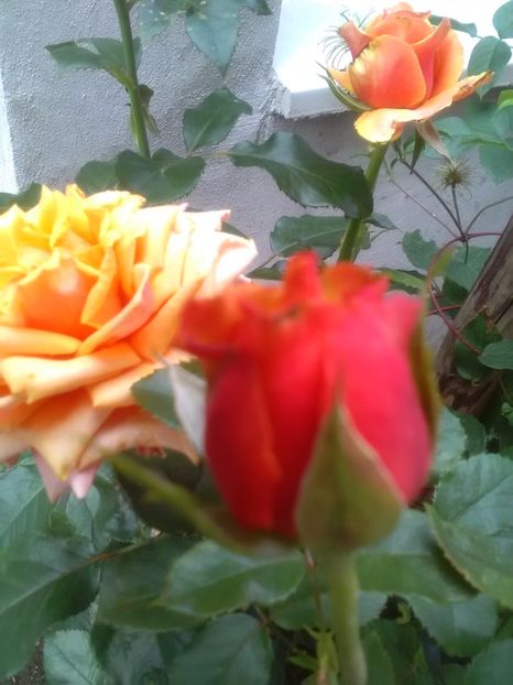  - Trandafiri iulie 2017