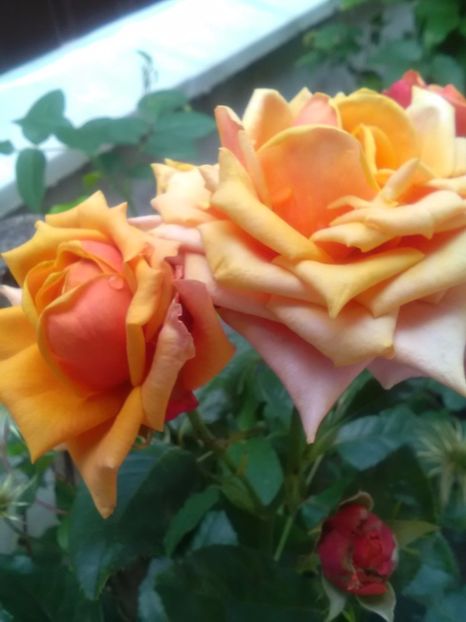  - Trandafiri iulie 2017