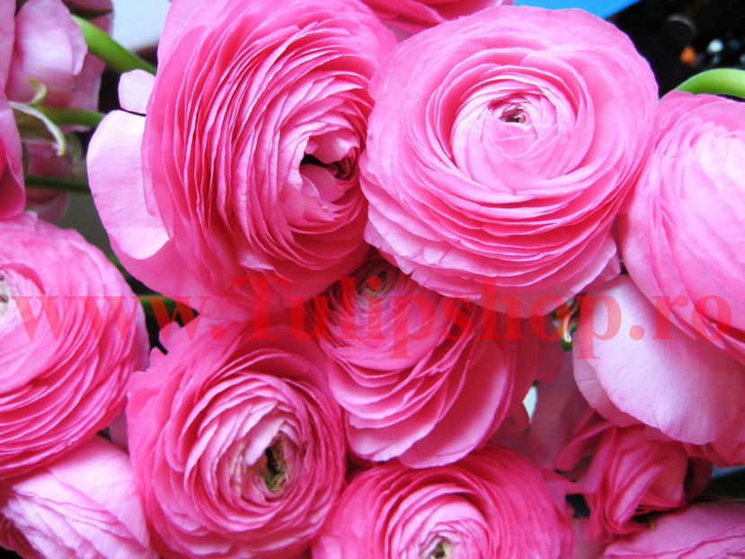Bulbi Ranunculus Roz (Piciorul Cocosului) - Bulbi Flori Toamna 2017 REDUCERI!