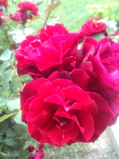  - Trandafiri iulie 2017