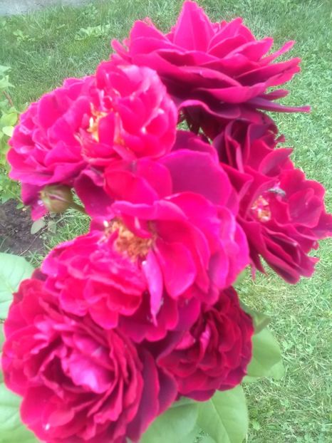  - Trandafiri iulie 2017