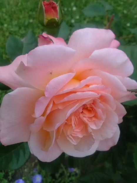  - Trandafiri iulie 2017