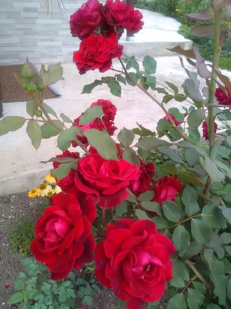  - Trandafiri iulie 2017