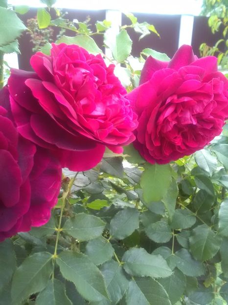  - Trandafiri iulie 2017