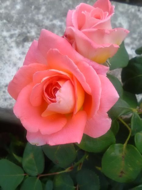  - Trandafiri iulie 2017