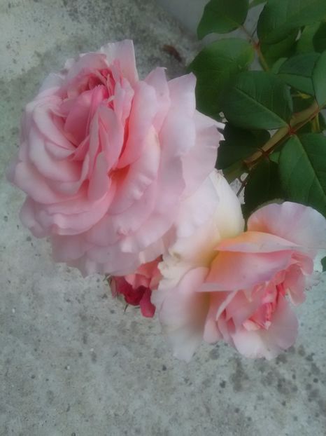  - Trandafiri iulie 2017