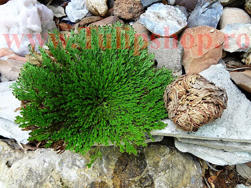 Bulbi Trandafir de Ierihon (Selaginella Lepidophylla) - Bulbi Flori Toamna 2017 REDUCERI!