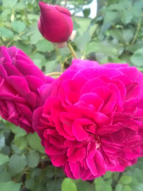  - Trandafiri iulie 2017